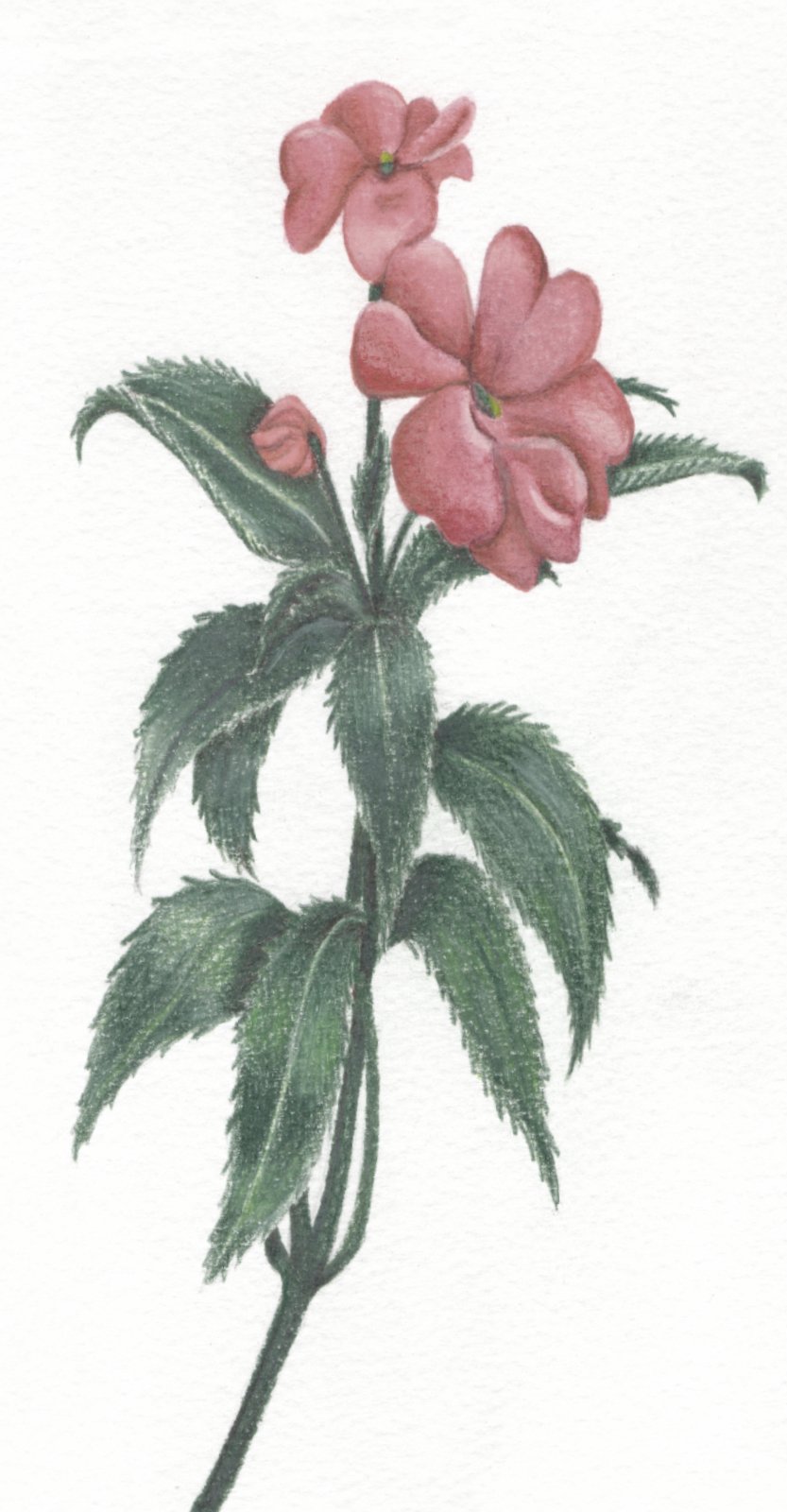 Blog da MARRUAH! editora, Ilustração de flor vermelha como capa para página blog